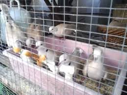 See more of walpeper keren on facebook. 42 Burung Tekukur Jawa Terupdate Pojok Burung