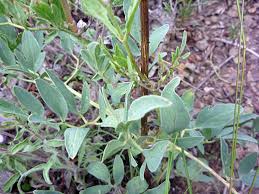 Image result for Clematis hirsuta