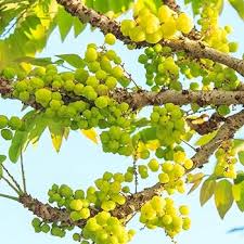 Image result for Phyllanthus confusus