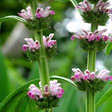 Image result for Leonurus japonicus