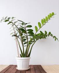 Image result for Zamiokulkas Zamioculcas