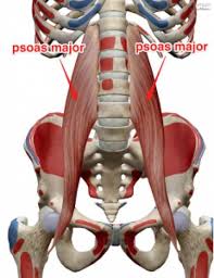 The Psoas Muscle And Its Actions Psoaspain Psoas Muscle Yoga Anatomy Anatomy