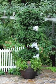 These small trees are great for adding variety to your. Dwarf Evergreen Trees 15 Exceptional Choices For The Yard And Garden
