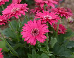 A clue to florida enthusiasm: Best Flowers For Florida Gardens Costa Farms
