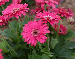 Jan 23, 2020 · shrubs that bloom in summer flower on new wood (produced during the current year's spring season). Best Flowers For Florida Gardens Costa Farms