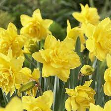 Just interplanted 16 of these with coreopsis both in the kidney shaped and the large bed. Golden Ducat Double Daffodil Bulbs Narcissus Golden Ducat High Country Gardens