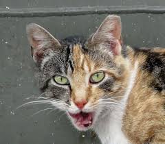 Neutering a cat is a procedure in which a male cat is castrated by having its testes the process of neutering female cats is referred to as spaying. Returning Healthy Feral Cats Humanepro By The Humane Society Of The United States
