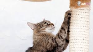 Etrafi Tirmalayan Kedilere Ozel En Iyi 5 Kedi Tirmalama Tahtasi Kedi Blog