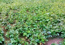 Image result for Vigna comosa