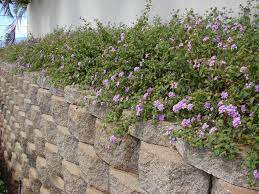 Pin On Shade Plants For Austin Tx Zone 8