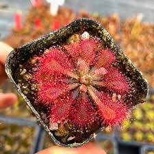 Image result for Drosera