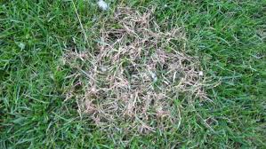 Red Thread In Turf Nc State Extension Publications