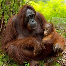 Discovery Channel Aus Nz On Instagram Happy Worldorangutanday To These Beautiful Gentle Creatures Orangutan Animals Animals Friends