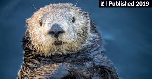 I have worked as an interpretive naturalist for a very long time, and i. What S Killing California S Sea Otters House Cats The New York Times