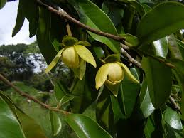 Image result for Uvariastrum