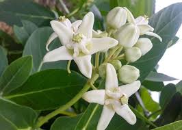 Image result for Calotropis gigantea