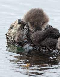 List Of Animal Names Wikipedia