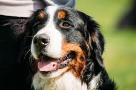 My dog died of liver cancer, the vet kept saying that he was well hydrated however he could not eat for days. Watch For These Early Warning Signs Of Canine Cancer Dr Marty Becker