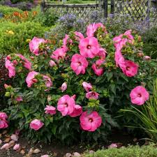 Image result for Hibiscus mechowii