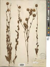 Image result for Anisopappus chinensis