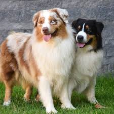 Our puppies are showered with love, care and. Australian Shepherd Puppy Emma Petsforhomes