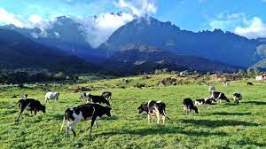 Located at the foothill of mount.kinabalu, you can envision an amazing scenry overlooking the green pastures. Stunning Places Of Malaysia That Will Make You Feel You Re In New Zealand Sabah Malaysia Travel Places