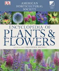 Image result for Dierama parviflorum