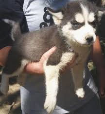 Akc Siberian Husky Pups For Sale In Cincinnati Ohio Classified Americanlisted Com