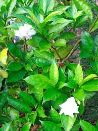Image result for Gardenia