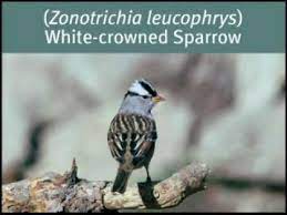 Check spelling or type a new query. California Birds From A To Z Youtube
