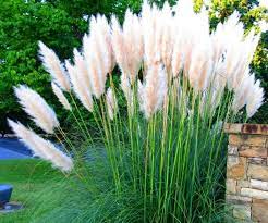 Pampas Grass Seeds Organic Pampas Grass Seeds For Planting Growing Pampas Grass White Pampas Grass Seeds White Pampas Grass Seeds Dwarft In 2021 Cortaderia Selloana Cortaderia Pampas Grass Seed