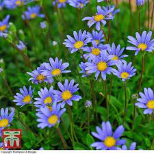 Garden crossings in zeeland, mi, is an online garden center for gardening enthusiasts who are looking to for the highest quality and newly developed plants online. Felicia Magic Blue Daisy Thompson Morgan