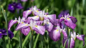 Some afternoon shade is beneficial in extremely hot climates, but in general irises do best in full sun. Japanese Iris Care Complete Guide