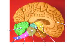 Sudut serebelloponti ,tumor, acoustic neuroma, gamma knife radiosurgery. Cerebellopontine Angle Wikipedia
