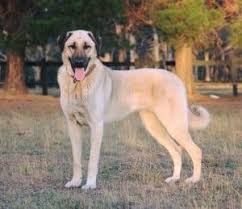 Indian spitz is an indian breed dog and it is one of the cheapest dogs available. Dog Prices In India 2020 Top Large Medium And Small Dog Breed Including Top 15 Indian Dog Breed