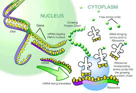 Dna Replication Diagram Biochemistrytranscription