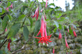 Image result for Cantua