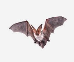 Nomor kelelawar di erek erek dapat saling berbeda sesuai dengan kejadian mimpi atau. Angka Erek Erek Kelelawar 2d 3d 4d Dalam Buku Mimpi