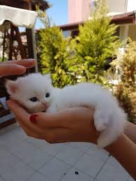 My Neighbors Cat Gave Birth To 2 Kittens A Couple Weeks Ago This Little Princess Knows She S Cute Komik Hayvan Sevimli Kedi Yavrulari Hayvan Mizahi
