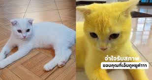Turmeric powder is an effective way to protect your dog's in addition to treating the inflammation that causes arthritis, turmeric for dogs can also treat that pain. Thai Woman Ends Up With Brilliantly Yellow Cat After Using Turmeric Remedy For Its Fungal Infection Mothership Sg News From Singapore Asia And Around The World