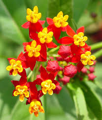 Milkweed Scarlet Milkweed Asclepias Curassavica Flower Seeds Milkweed Seeds Milkweed Flower