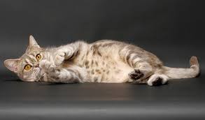The american shorthair cat has strong, stocky legs that may appear somewhat short and less elegant than the legs of many other cats breeds. American Shorthair Cat Breed Information
