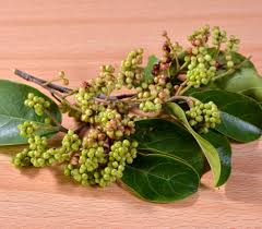 Image result for Antidesma venosum