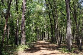 Image result for Natural Yellow 1999 Fleet