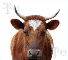 Swiss Parliament To Discuss Cow Horns