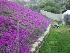 Ice plant requires a sunny spot that receives at least 6 to 8 hours of direct sun a day. 140 Succulents In The Landscape Ideas Succulents Planting Succulents Plants