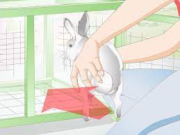 Take your rabbit out of the cage and put it in a safe place while you clean. How To Clean A Rabbit Cage With Pictures Wikihow