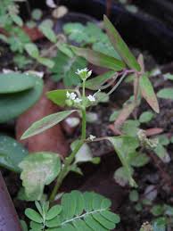 Image result for Euphorbia graminea