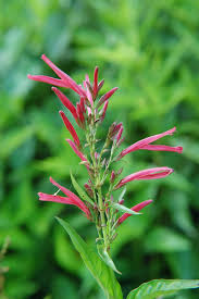 Image result for Justicia subcordatifolia