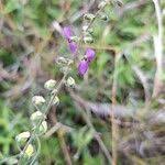 Image result for Polygala sphenoptera